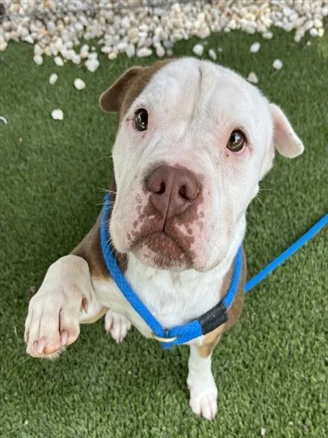 An adult medium-sized female Mixed Breed dog named Tinkerbell for adoption in Newton, NC