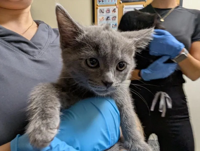 A baby small-sized female Domestic Short Hair cat named Lily for adoption in Chapel Hill, NC