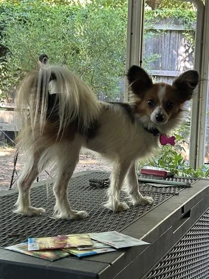 An adult small-sized female Papillon dog named Maxine for adoption in Fort Worth, TX