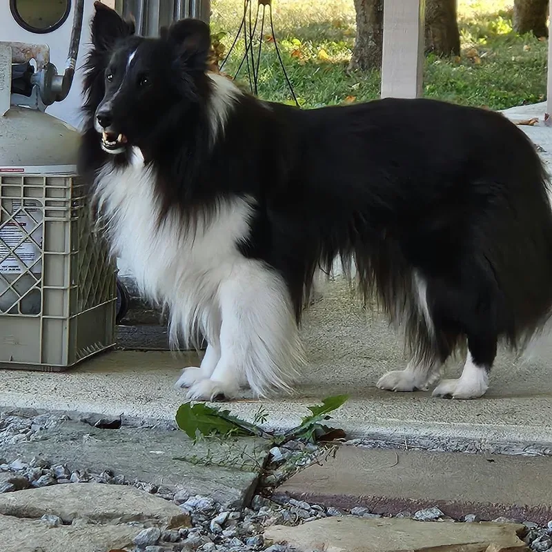 An adult small-sized female Black Shetland Sheepdog / Sheltie dog named Claire for adoption in New Albany, IN