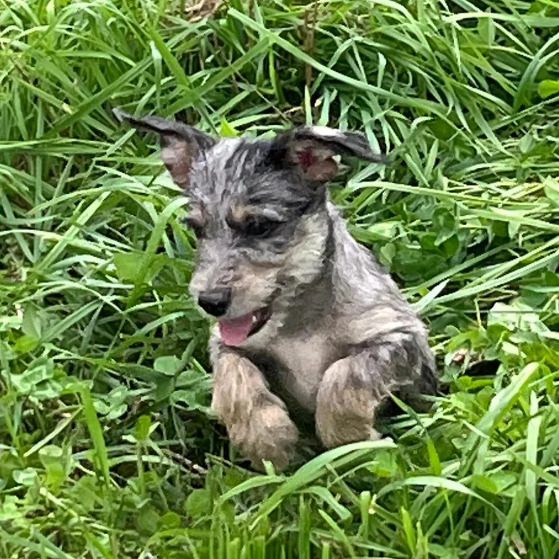 A baby small-sized male Black Yorkshire Terrier dog named Orchard Pup: Gala for adoption in Falls Church, VA