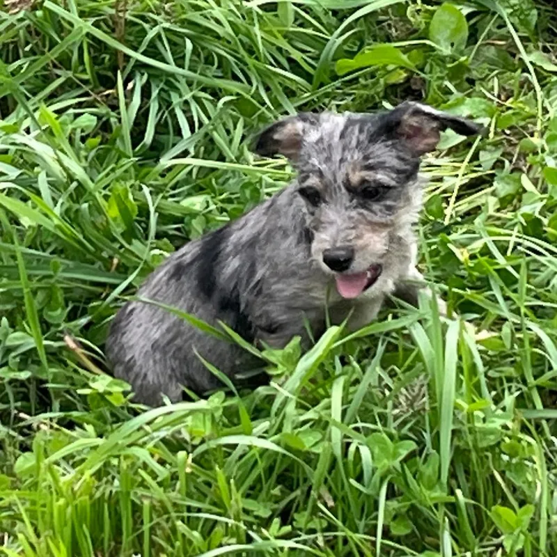 Orchard Pup: Gala thumbnail 3