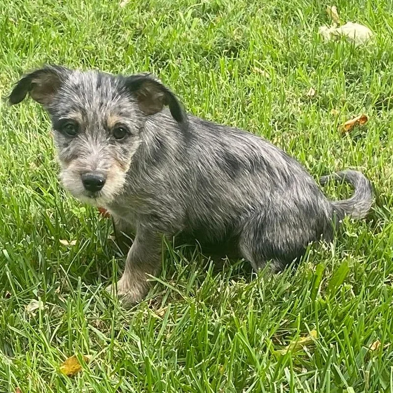 Orchard Pup: Gala thumbnail 6