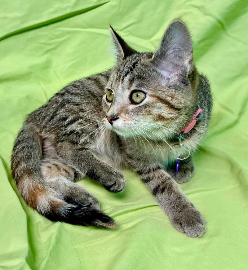 A baby medium-sized female Tabby (Gray / Blue / Silver) Domestic Short Hair cat named Okra for adoption in Alexandria, MN