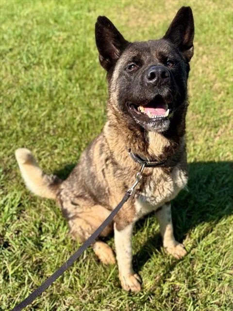 An adult large-sized female Akita dog named Elara for adoption in York, SC