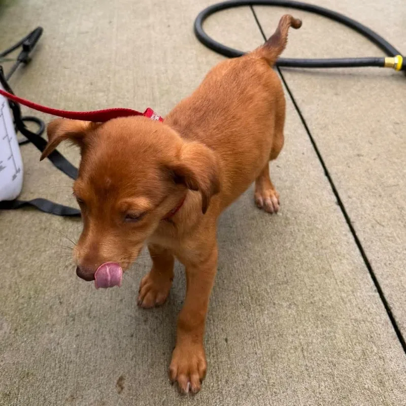 A baby small-sized female Red / Chestnut / Orange Mixed Breed dog named Padme for adoption in Buffalo, MN