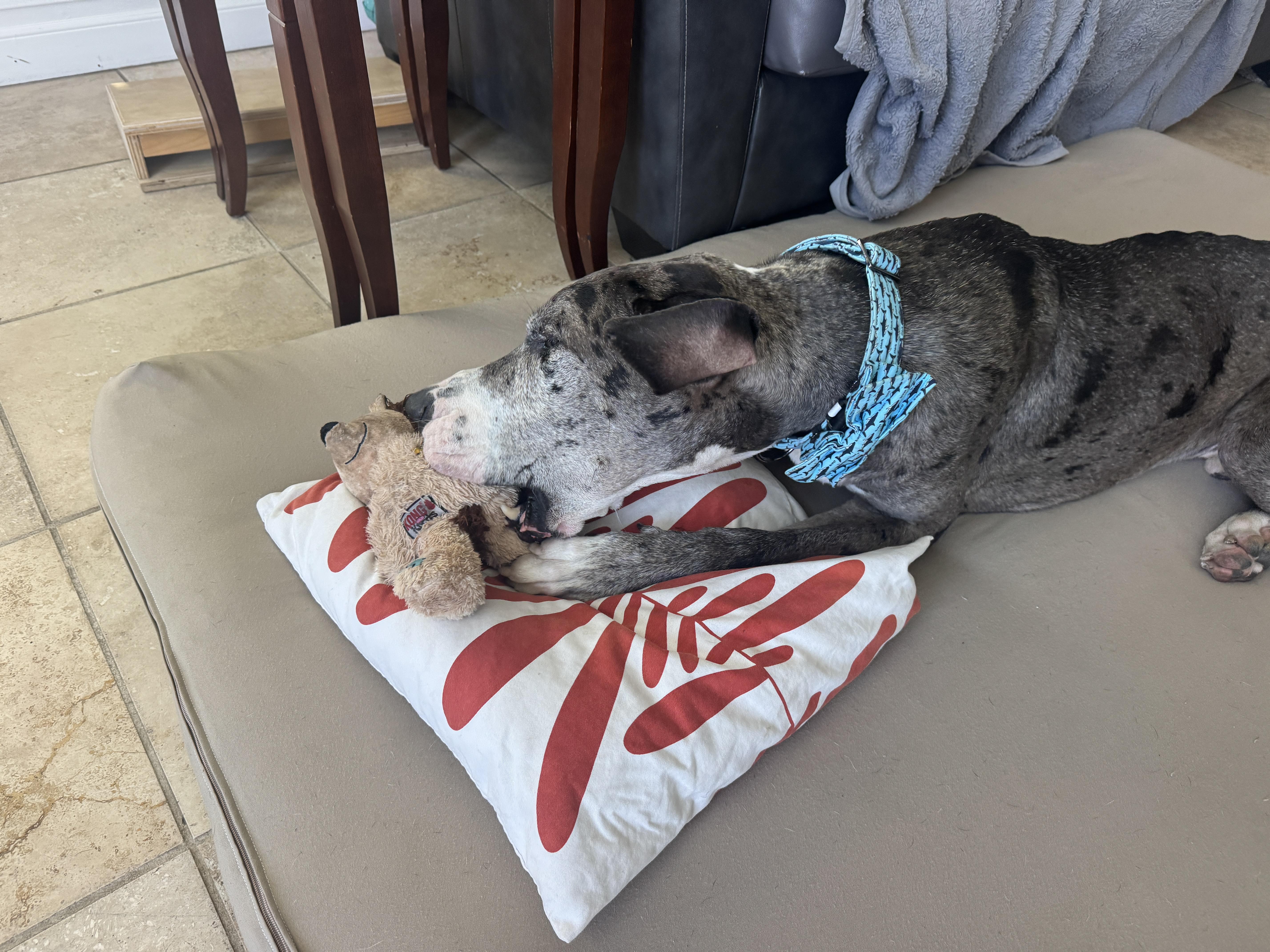 Scooter aka Otis