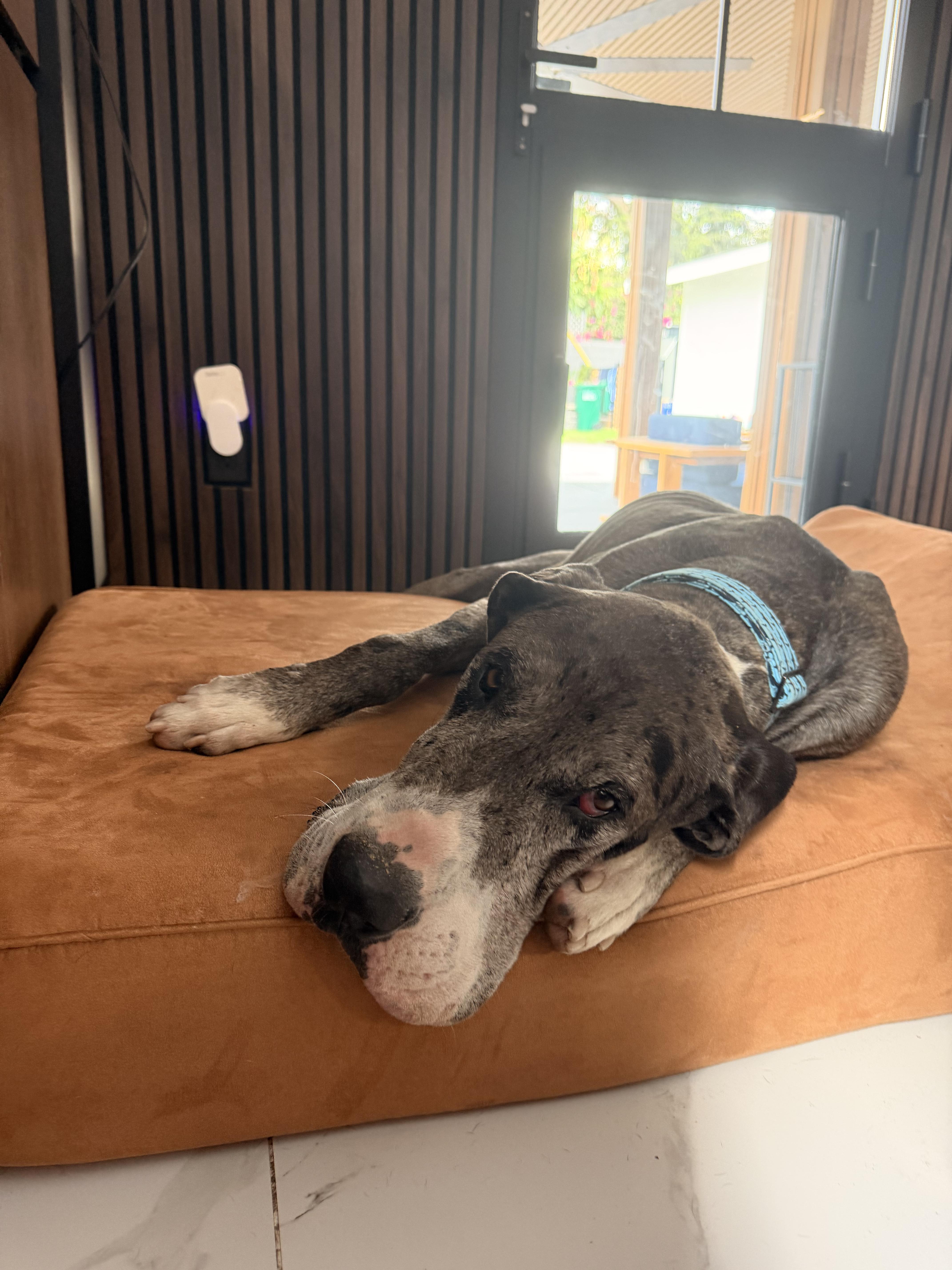 Scooter aka Otis thumbnail 2