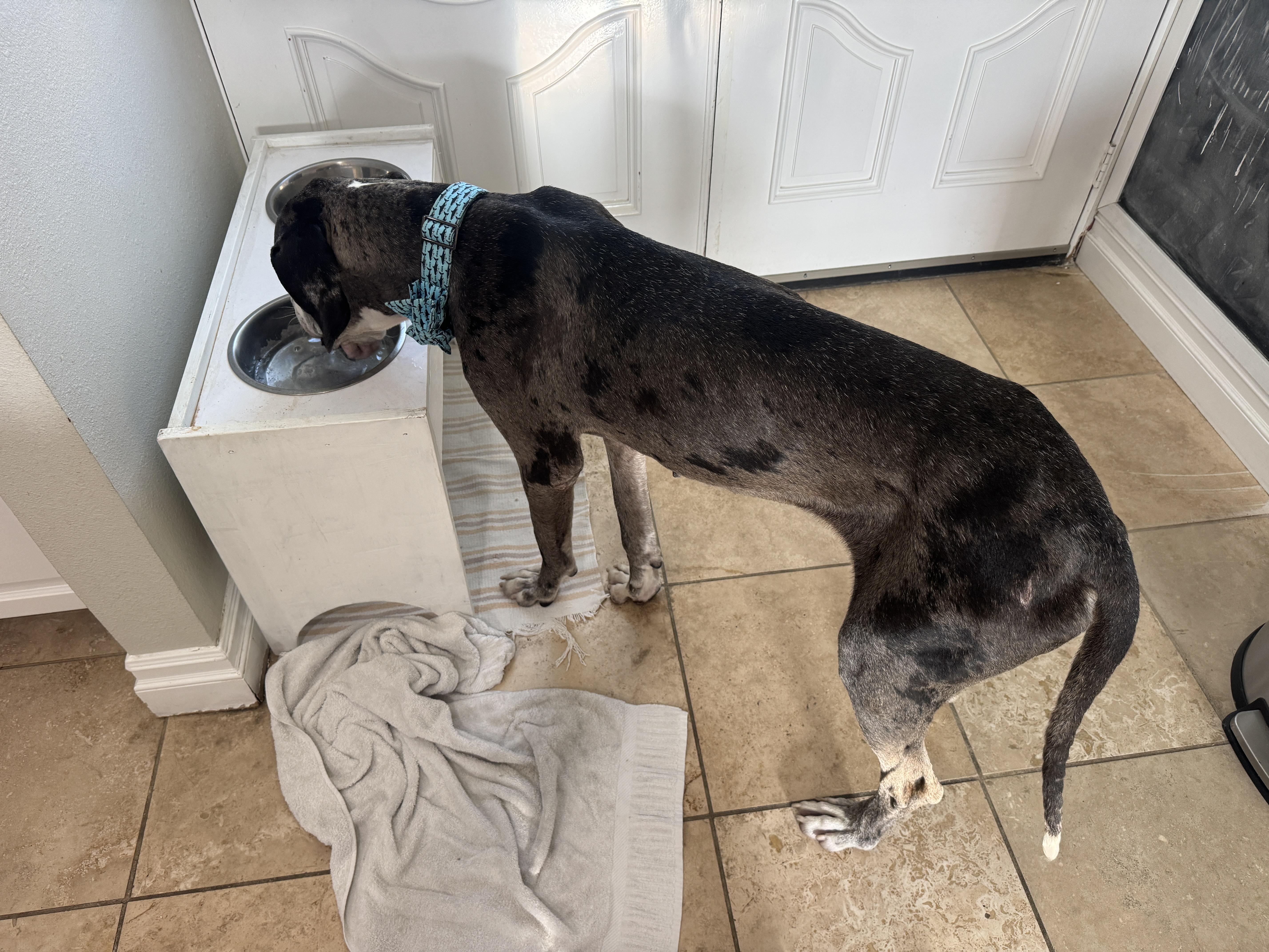 Scooter aka Otis thumbnail 3