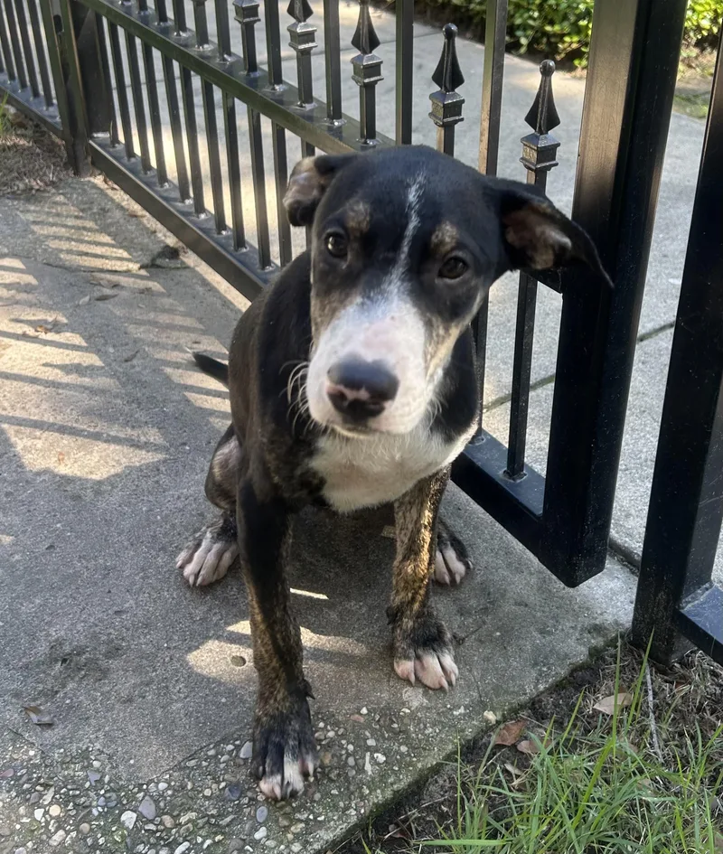 A baby medium-sized male Hound dog named Motley for adoption in Mobile, AL