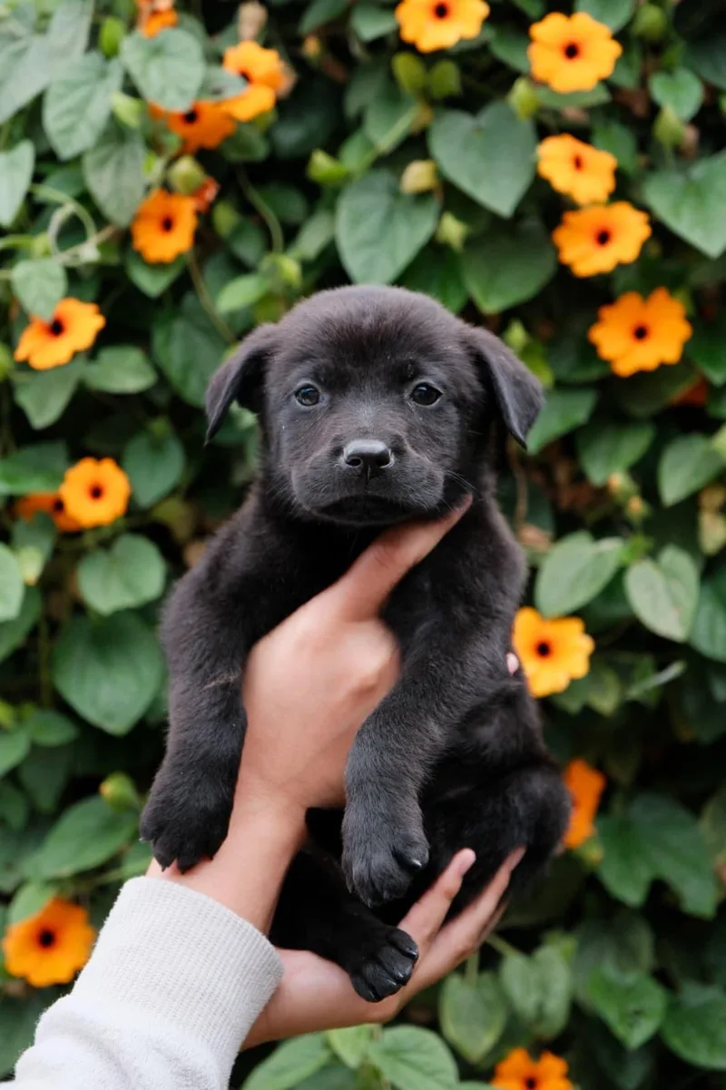 A baby medium-sized male Labrador Retriever dog named Asiago for adoption in San Diego, CA