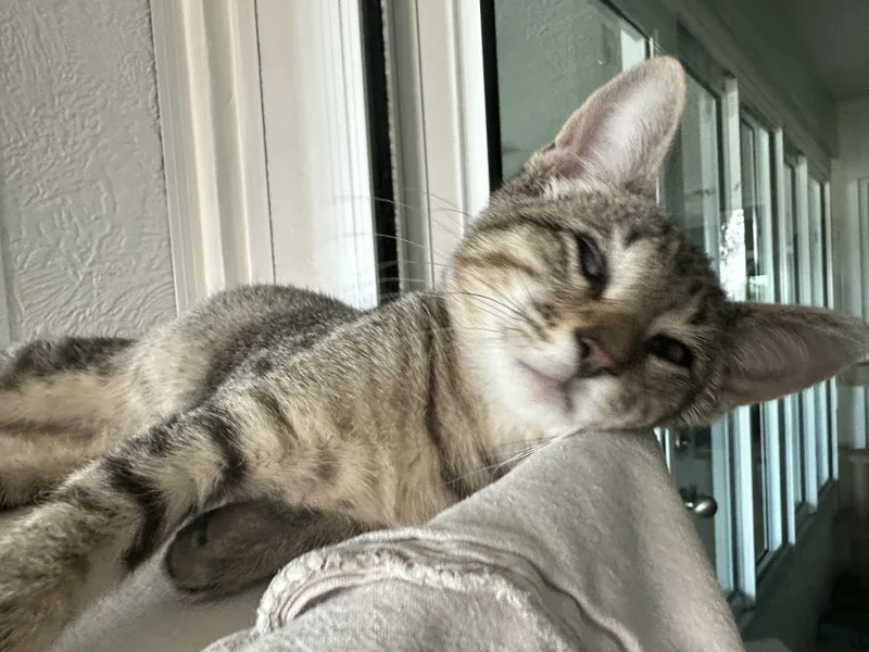 A young medium-sized male Domestic Short Hair cat named Periwinkle for adoption in New Port Richey, FL
