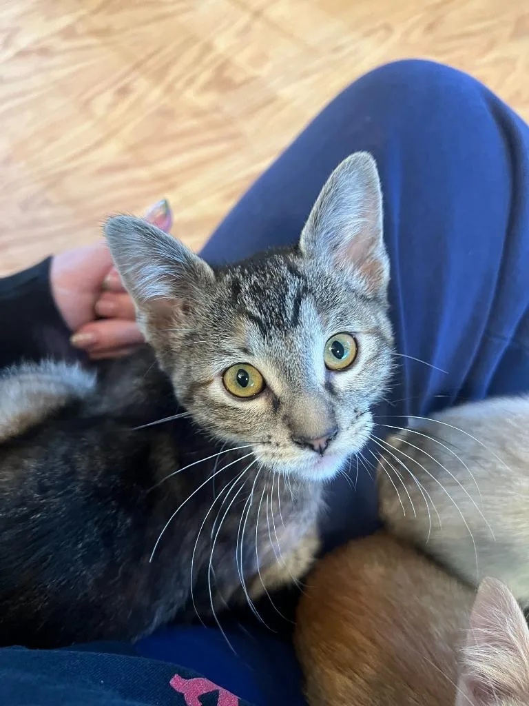 A baby medium-sized female Domestic Short Hair cat named Brookite "brook for adoption in Salt Lake City, UT