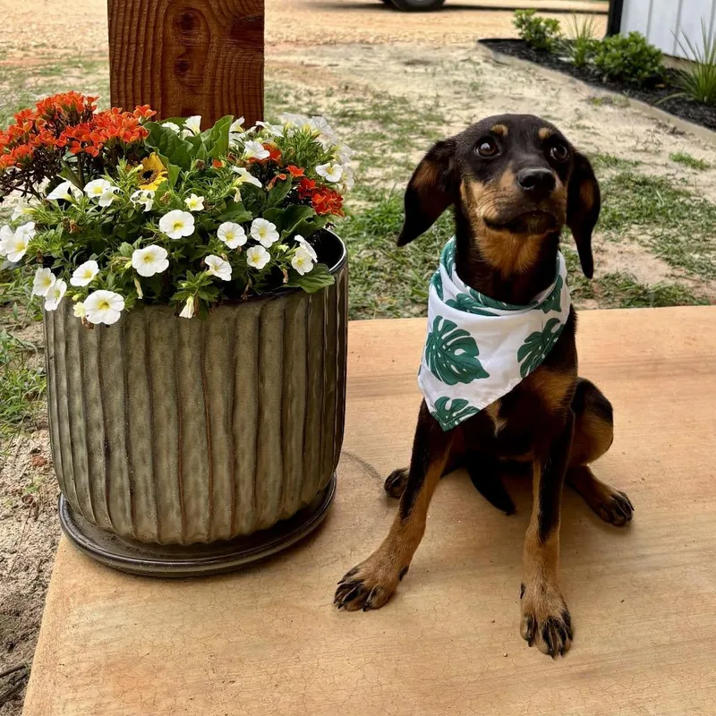 A baby medium-sized female Black Coonhound dog named Pixie for adoption in Spring, TX