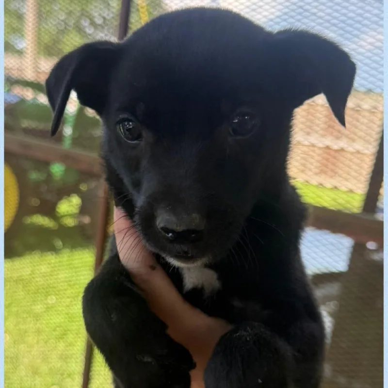 A baby small-sized male Black Mixed Breed dog named Aero for adoption in Allentown, PA