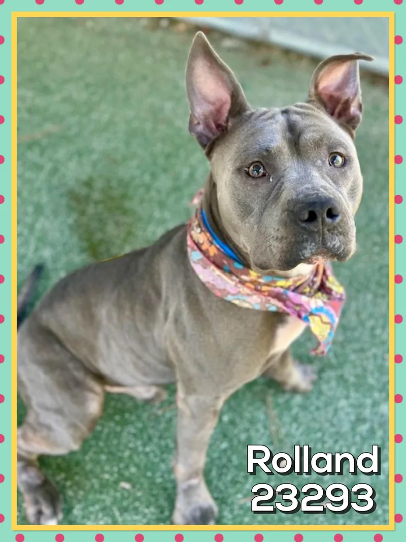 An adult medium-sized male Gray / Blue / Silver American Bully dog named Rolland for adoption in Marietta, GA