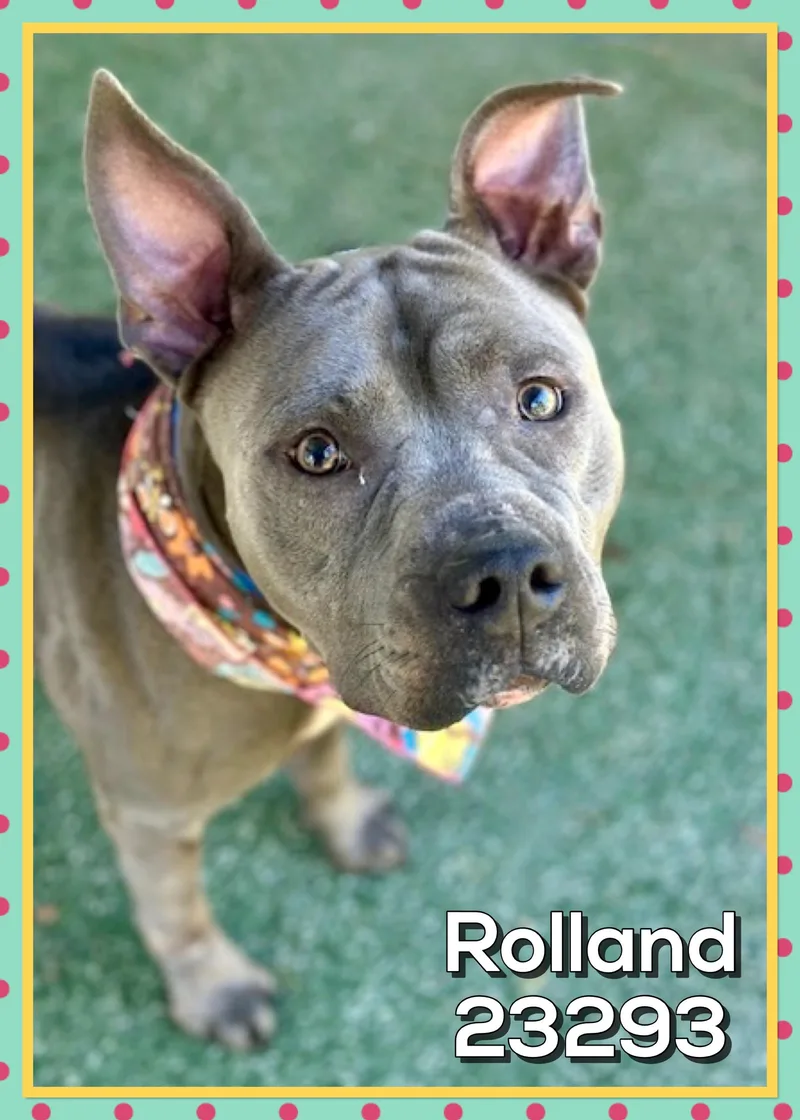 Rolland thumbnail 2