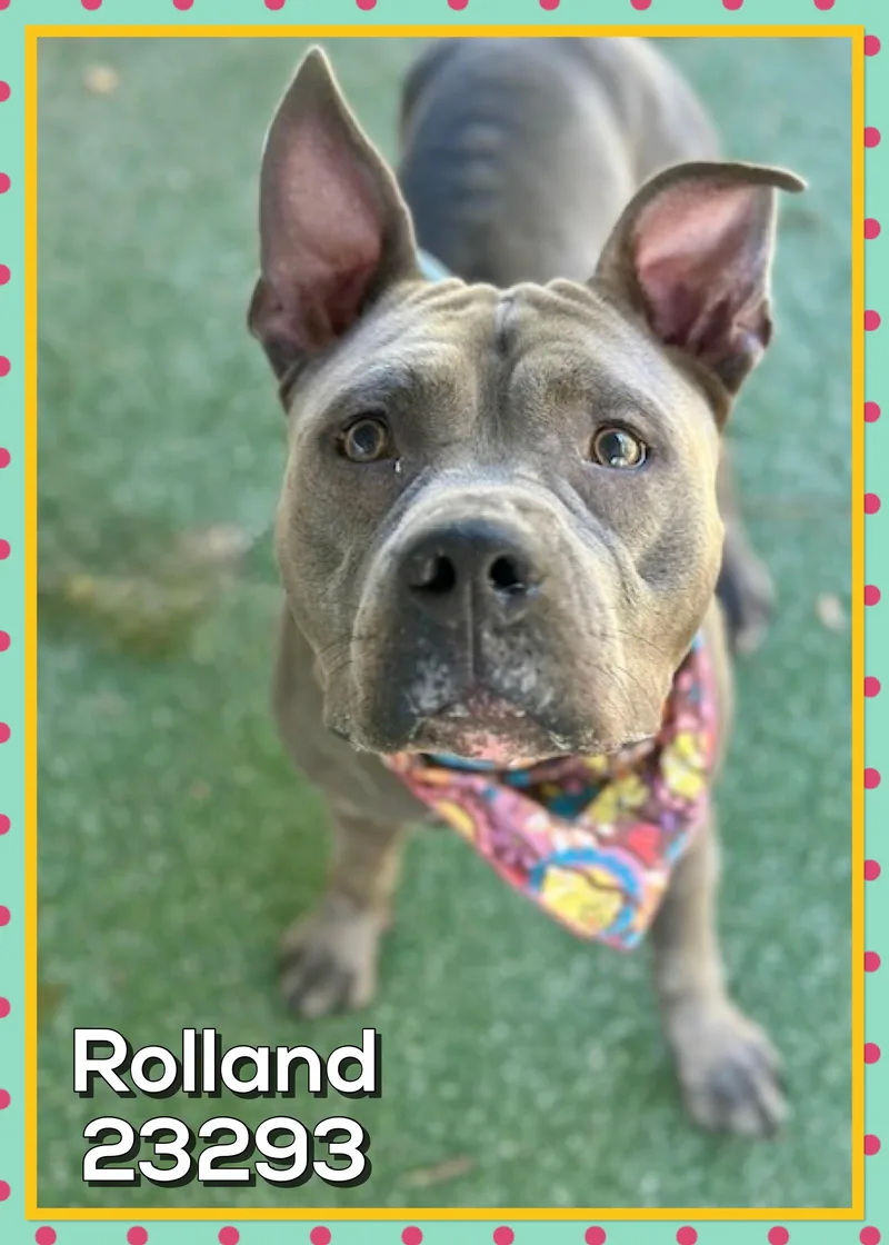 Rolland thumbnail 3