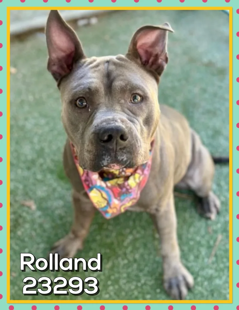 Rolland thumbnail 4