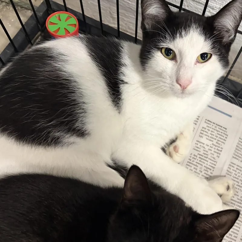 A young medium-sized male Black & White / Tuxedo Domestic Short Hair cat named Nemo for adoption in Mansfield, CT