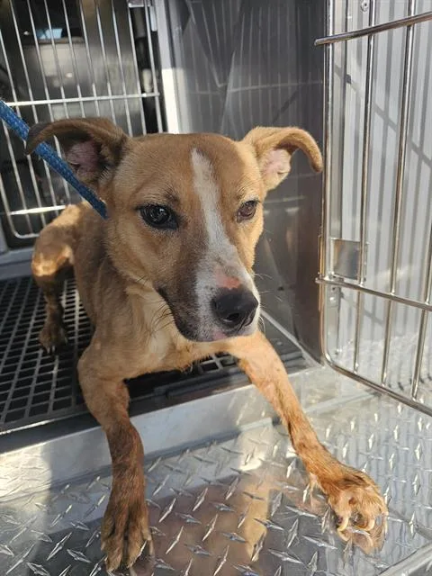 An adult medium-sized female Mixed Breed dog named Ophelia for adoption in Dallas, TX