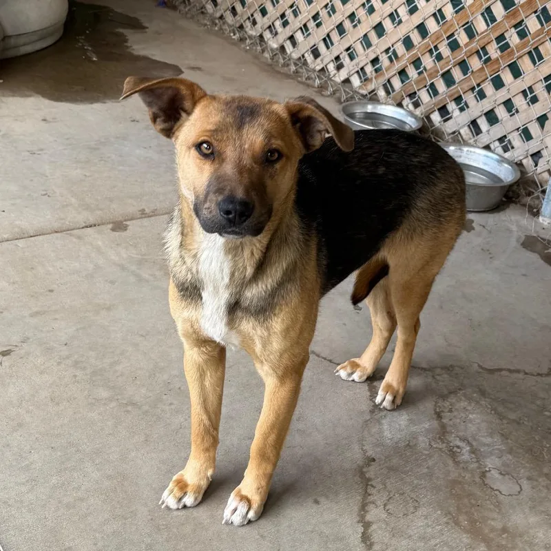 A young medium-sized female Black Mixed Breed dog named Miss Piggy for adoption in Flagstaff, AZ