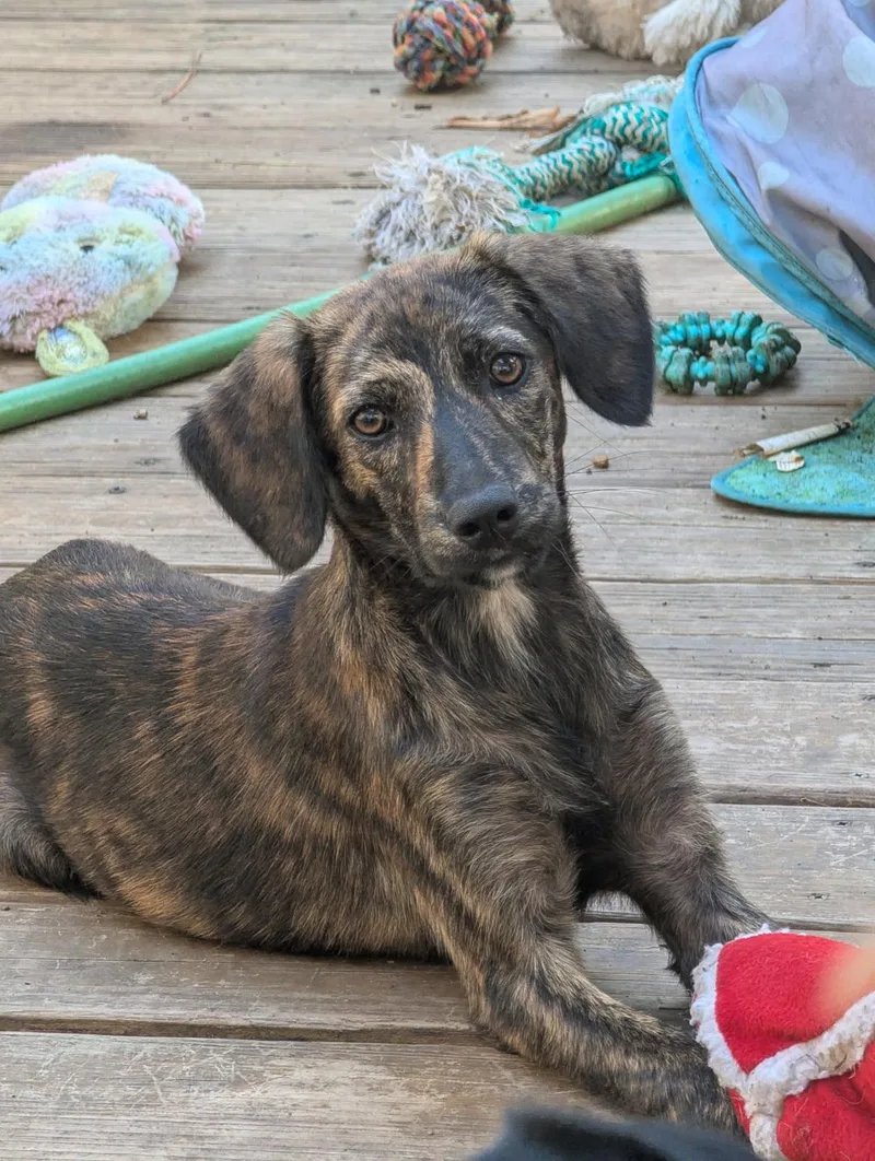 A baby medium-sized female Mixed Breed dog named Thelma for adoption in Pembroke, MA