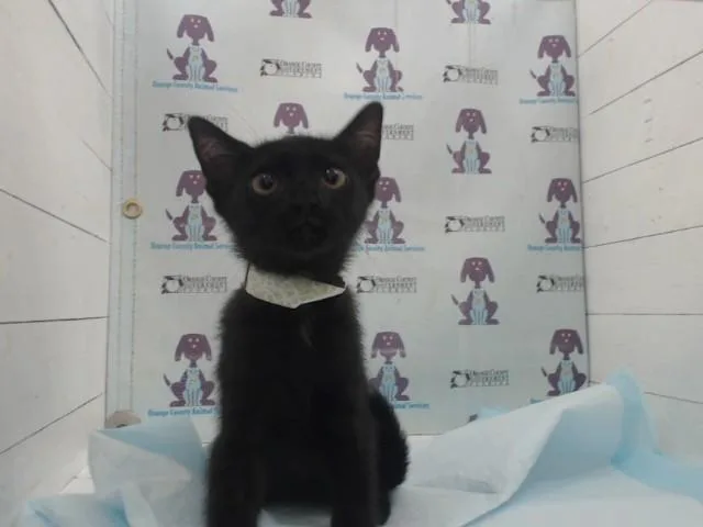 A baby small-sized female Domestic Short Hair cat named Kelly for adoption in Orlando, FL