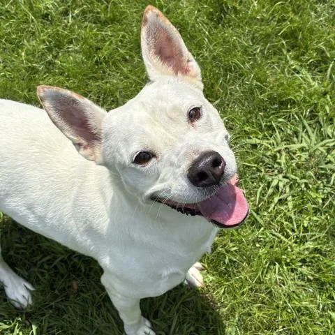 An adult medium-sized female Mixed Breed dog named Molly for adoption in Pensacola, FL