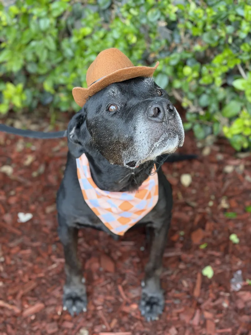An adult large-sized male Black Labrador Retriever dog named Argus for adoption in South El Monte, CA