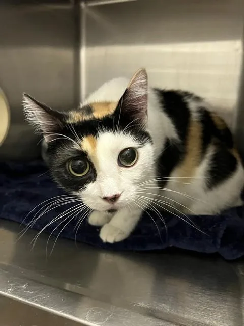 A young medium-sized female Domestic Short Hair cat named Callie for adoption in Tucson, AZ