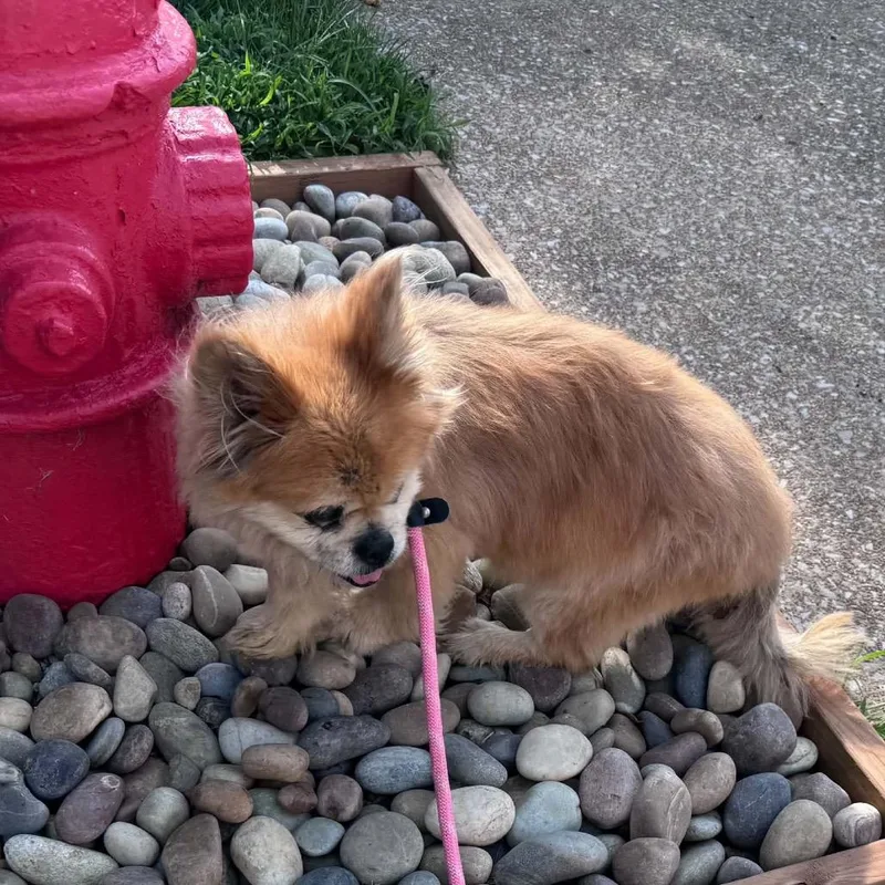 A senior small-sized male Brown / Chocolate Pekingese dog named Maxwell for adoption in Spring Hill, KS