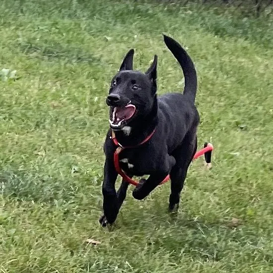 A young medium-sized male Black Labrador Retriever dog named Bowser for adoption in Fort Wayne, IN