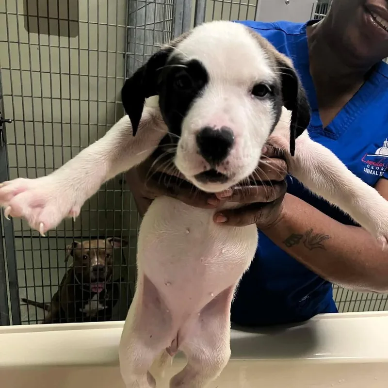 A baby small-sized female White / Cream Mixed Breed dog named Courtney for adoption in Buffalo, MN