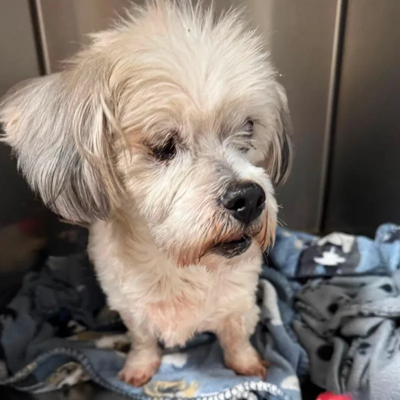 An adult small-sized male White / Cream Terrier dog named Echo for adoption in Graham, WA
