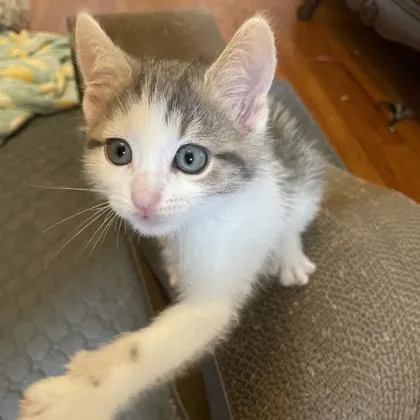 A baby small-sized male Buff / Tan / Fawn Domestic Short Hair cat named Bruiser for adoption in Atlanta, GA