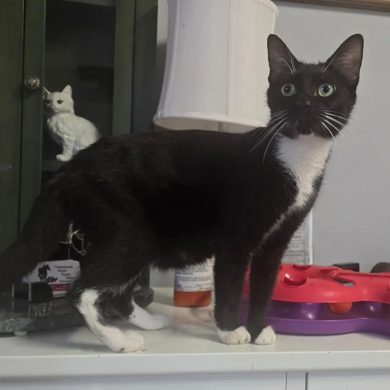 An adult medium-sized female Black Domestic Short Hair cat named Lola for adoption in Wappingers Falls, NY