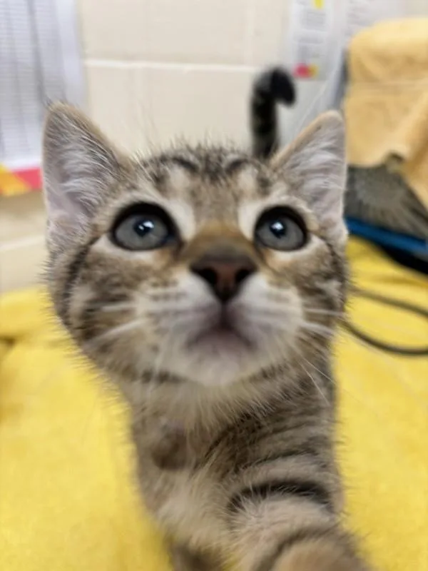 A baby small-sized female Domestic Short Hair cat named Zoe for adoption in Santa Rosa, CA