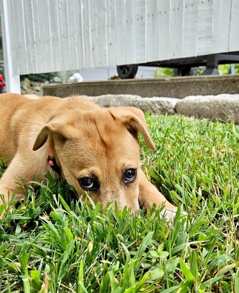 A baby medium-sized female Carolina Dog dog named Princess Puppy LOCAL for adoption in Princeton, MA