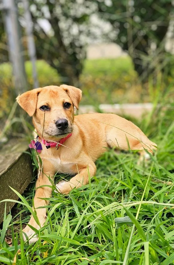 Princess Puppy  LOCAL thumbnail 5