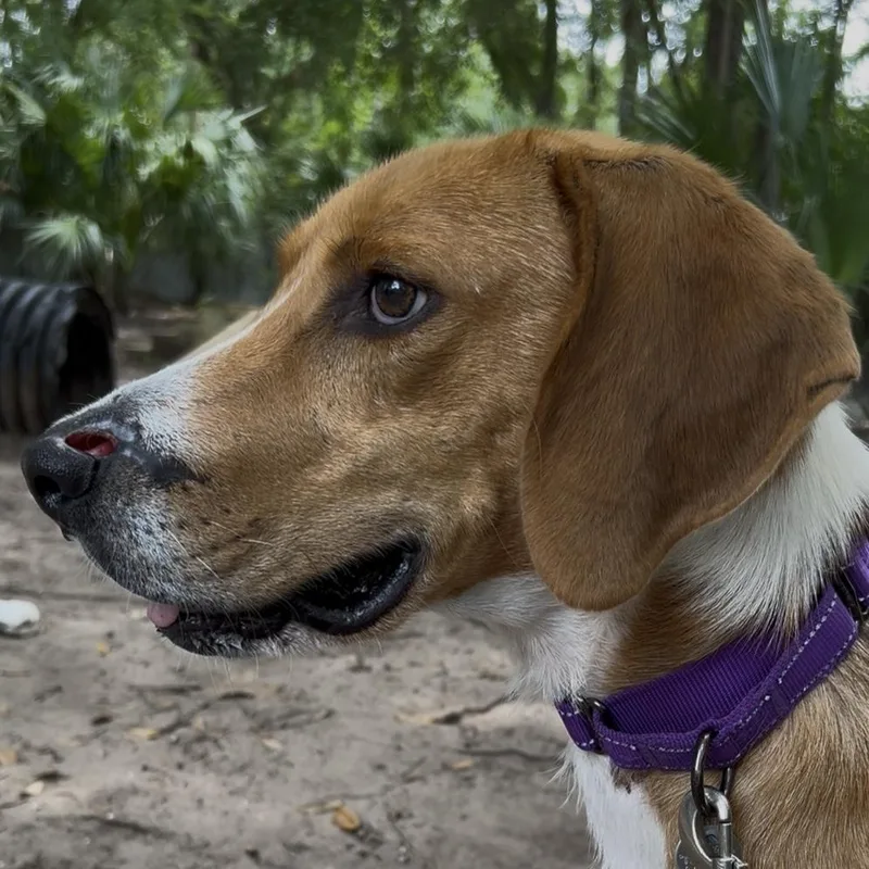 Johnny Cash thumbnail 2