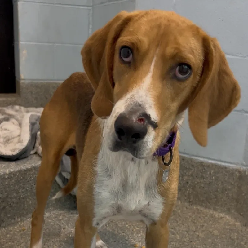 Johnny Cash thumbnail 3