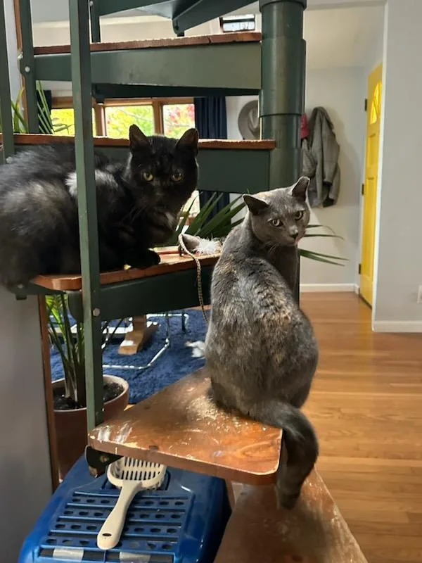 An adult medium-sized female Tortoiseshell cat named Tillie for adoption in Beacon, NY