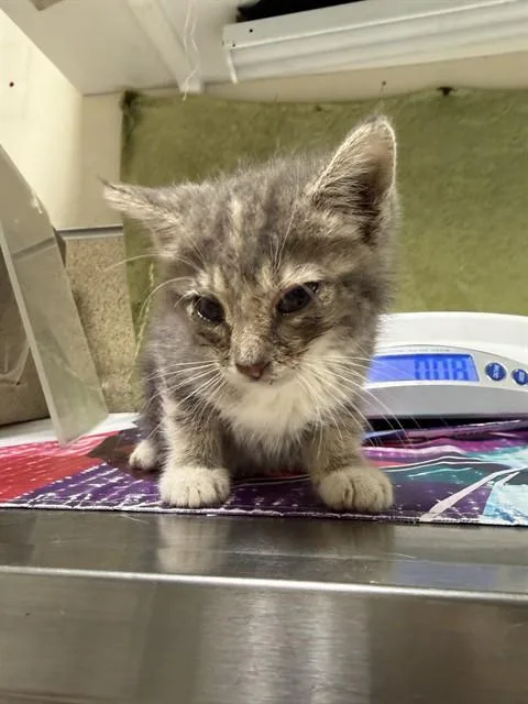 A baby small-sized female Domestic Short Hair cat named Pasta for adoption in Riverside, CA