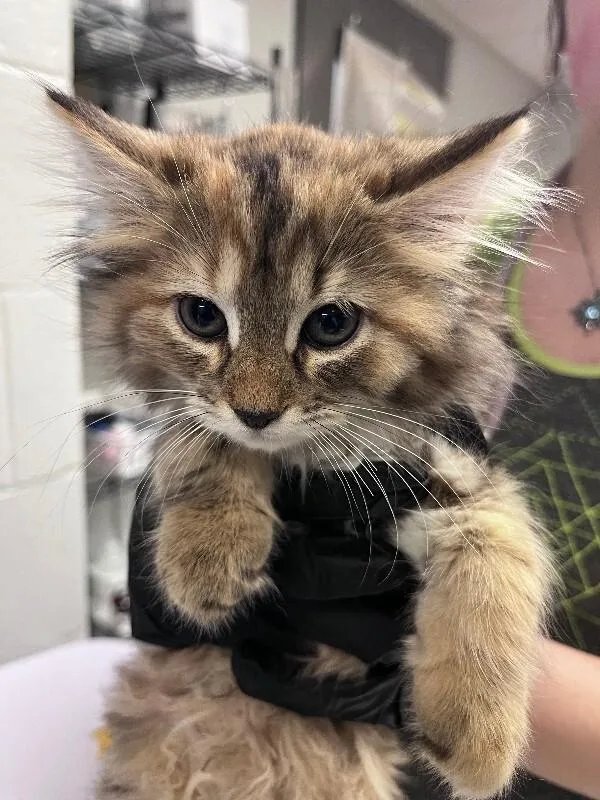 A young small-sized female Tabby (Orange / Red) Domestic Short Hair cat named Seladon for adoption in Cincinnati, OH