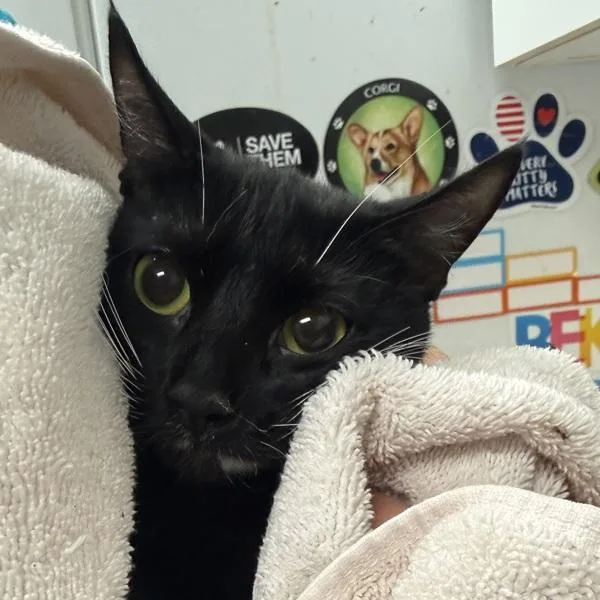 A young small-sized female Domestic Short Hair cat named Xochitl for adoption in Salisbury, MD