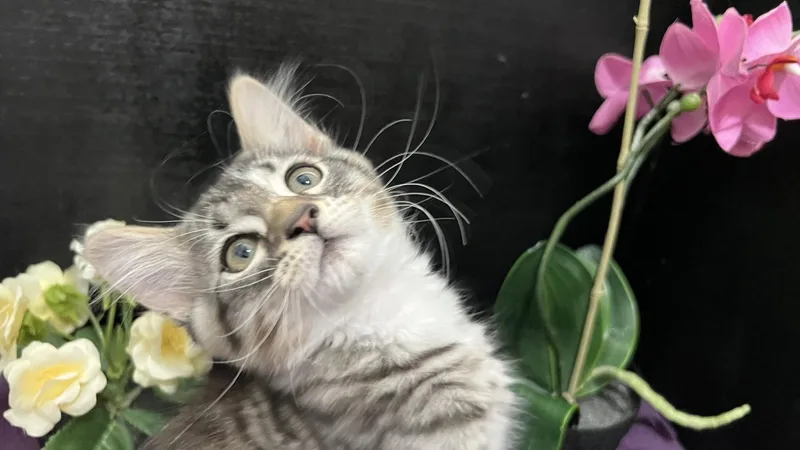A baby small-sized male Tabby cat named Redford for adoption in Fayetteville, GA