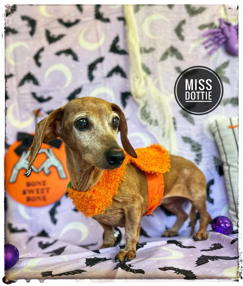 A senior small-sized female Miniature Dachshund dog named Miss Dottie for adoption in Sebring, FL
