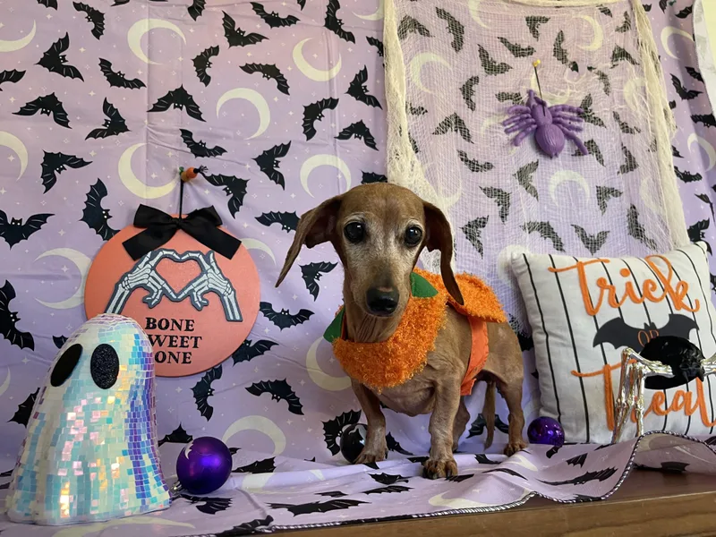 Miss Dottie thumbnail 2