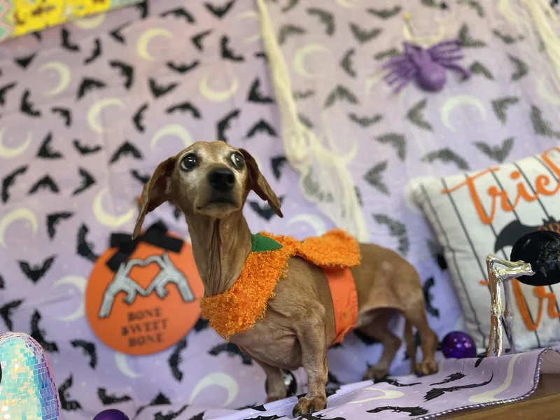Miss Dottie thumbnail 4